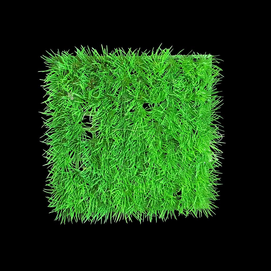 Gras-Kachel
